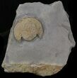 Declivolithus Trilobite #21037-1